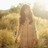 Alanis Morrisette