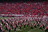 University Of Wisconsin Marching Band